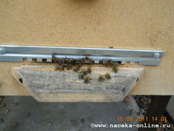 Фото пчёл