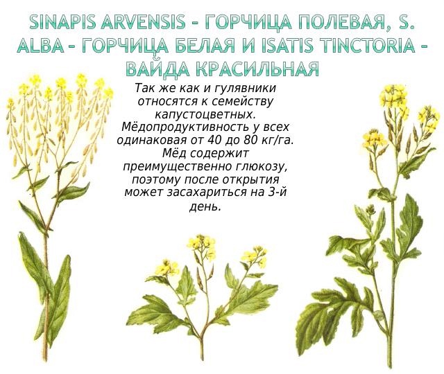 Медоносные растения юга Западной Сибири