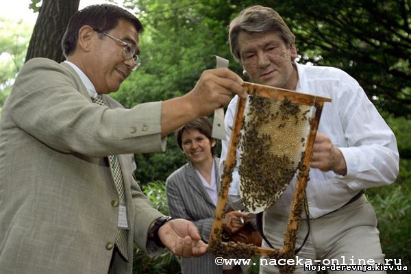 Пчеловод-бывший президент