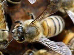 Казахстан: травили саранчу, а погибли пчелы