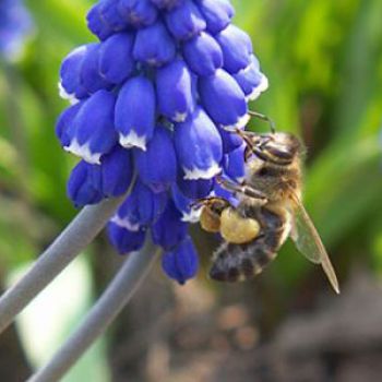 Первый в мире «пчелиный хайвей»