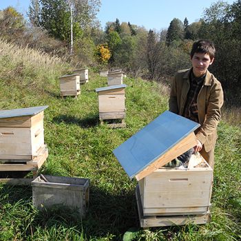 Стерлигов хочет востановить популяцию диких пчёл