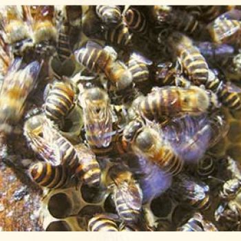 Китайская восковая пчела