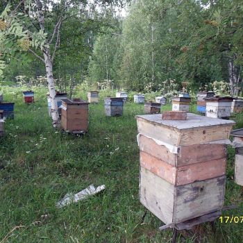 Комитет Госдумы по аграрным вопросам отклонил законопроект «О пчеловодстве»