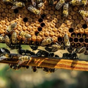 «Умный» пчелиный улей – российская разработка для пчеловодов