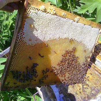 Обеспечение пчелосемей сотами
