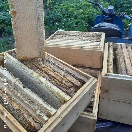 Качество продуктов пчел на юге Западной Сибири