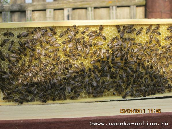 Рамка удава с пчелами