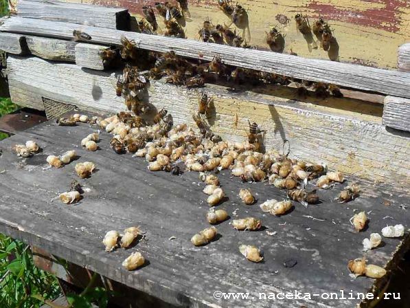Пчёлы выбрасывают трутнёвый расплод
