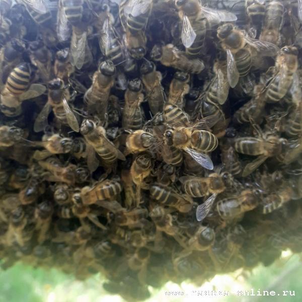 пчёлы в рою