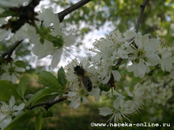 пчела на яблоне.jpg