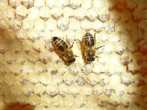 пчёлки на запечатанном мёде