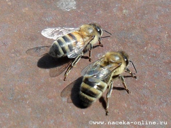 две пчелы
