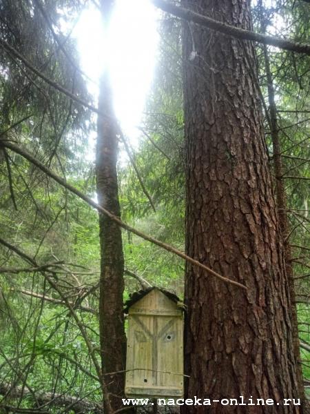 Скворечник для пчёл в лесу