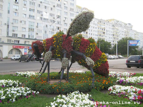 Пчёлка из Челябинска