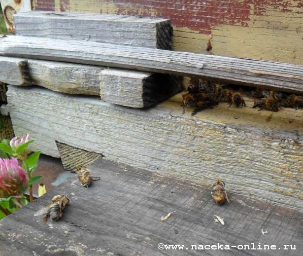 Пчёлы выбрасывают трутней,медосбору конец