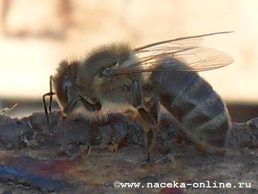 Пчела на прополисе