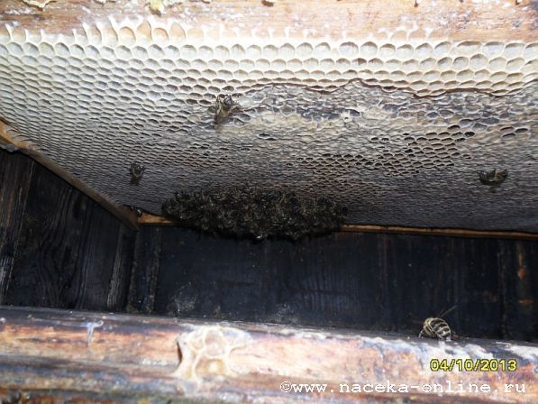 пчёлы на крайней рамке