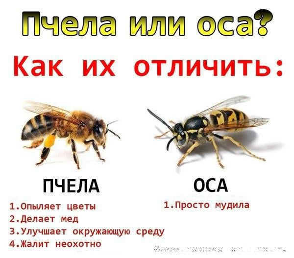 пчела или оса