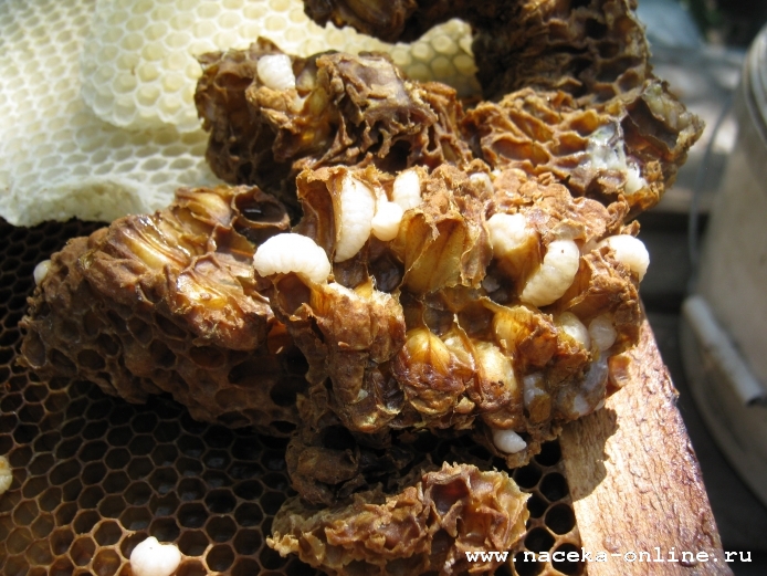 Трутневой расплод от пчелкиных баловств,настроили на нижних планках