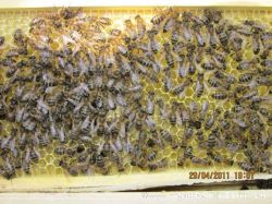 Рамка удава с пчелами