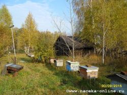 пасека перед зимовкой