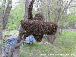 первый рой в этом сезоне