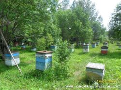 уголок пасеки...главный медосбор в разгаре