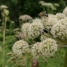 Пчела на дягеле