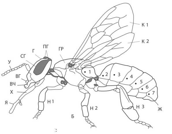 Пчела части тела картинка для детей