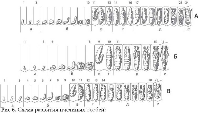 Цикл развития пчеломатки схема