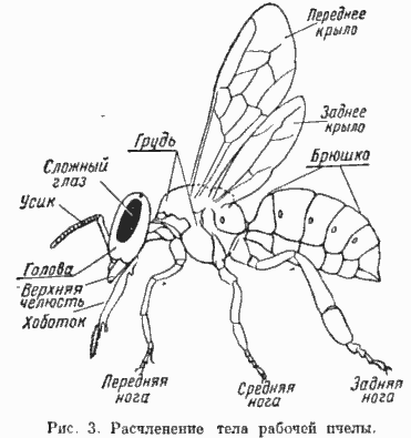 Пчела части тела картинка для детей