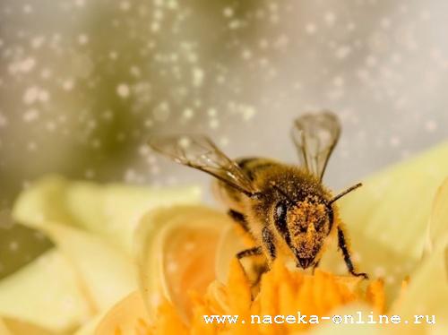 Реформирование Ветеринарной службы по подотрасли пчеловодства -важнейший шаг в ликвидации заболеваний пчёл
