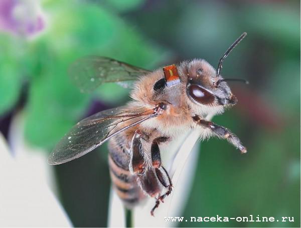 Чипирование пчёл. Эффект Манделы?