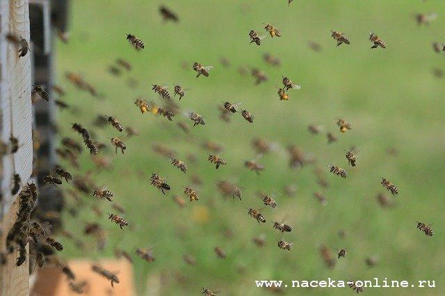 В Ульяновской области тоже травят пчёл