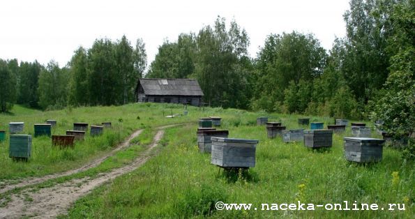Пчеловодный бизнес