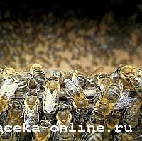 Местные пчёлы лучше!