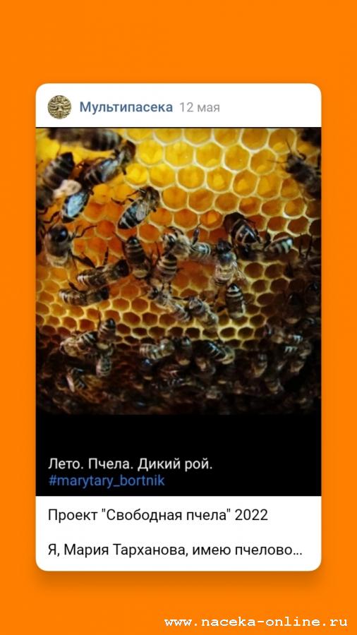 Проект Свободная пчела