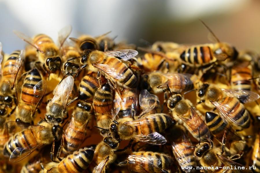 В нескольких районах Кузбасса массово гибнут пчёлы