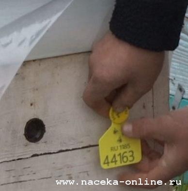 В Башкортостане пчелиные ульи уже чипированы