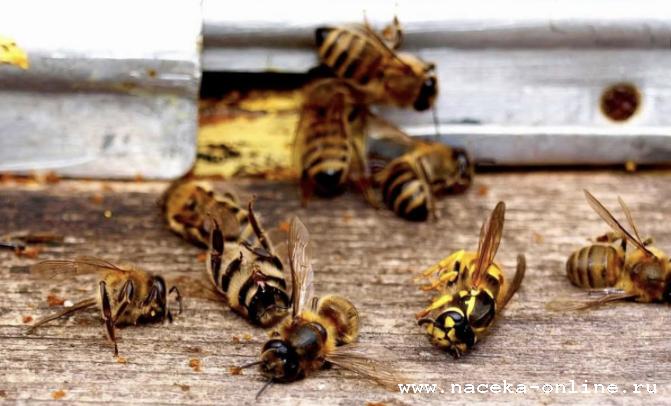 На Ставрополье из-за обработки полей массово гибнут пчелы