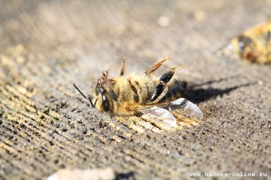 На Алтае вновь травят пчёл
