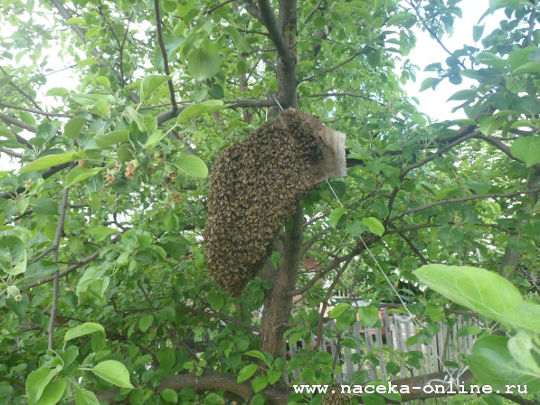 Естественное размножение пчелиных семей.