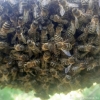 Особености среднерусских пчёл