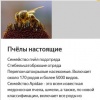 Паразитирующие пчёлы