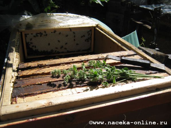 Изображение:789 - Простое устройство для удаления пчёл с сота