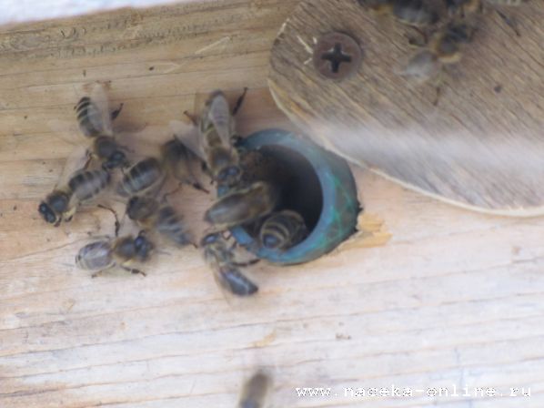 Изображение:993 - Пчелиное воровство и поимка диких роев