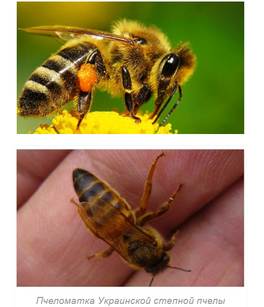 Изображение:1190 - 1 Пчела украинская степная — особенности, внешний вид.
