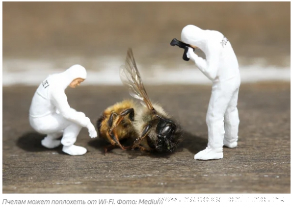 Изображение:1174 - Почему массовая гибель пчёл произошла именно в 2019 году?
