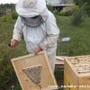 Пчёлоудалитель 